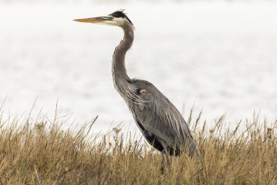 Grey Heron Padre Island NS Dec 2023